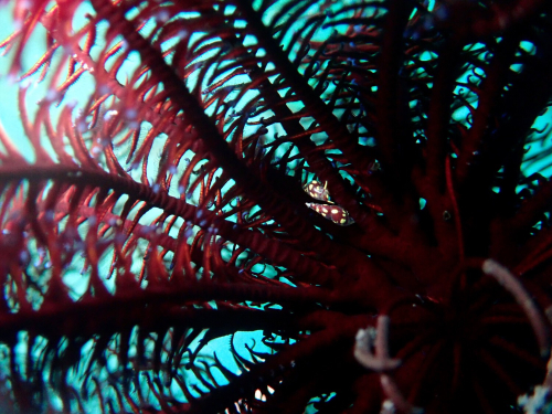 Close up of a purple feather star. Snail of the same colour are visible crawling across it's body.