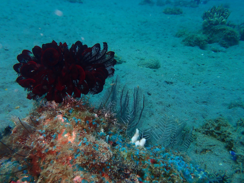 A dark red feather star floats just above some coral with it's arms tucked inwards.