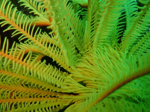 Close up of a bright yellow feather star. A shrimp of the same colour is barely noticeable against the feather star's body.
