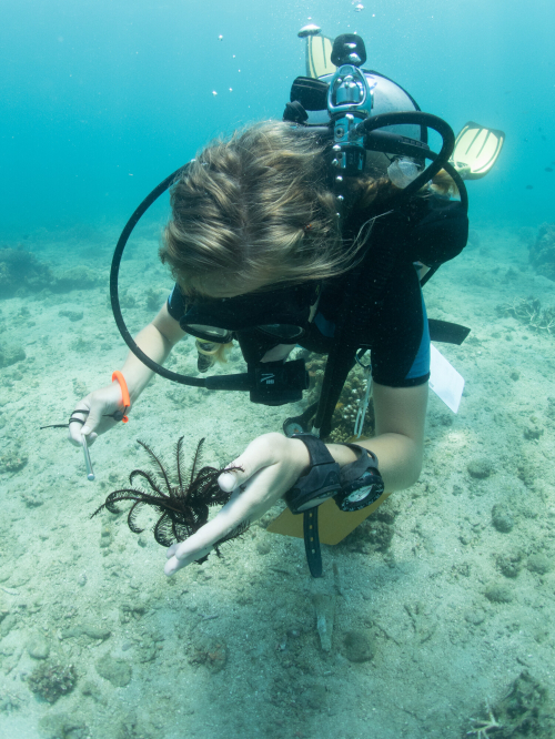A scuba diver inspects a feather star as it floats through the water.
