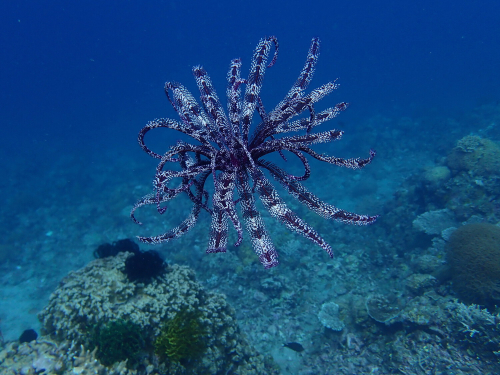 A purple and white feather star floats through the water above a coral reef.