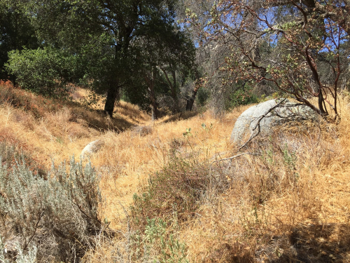 Looking up a hill. The ground is covered in dry grass and other dry bushes. A few granite boulders are exposed.