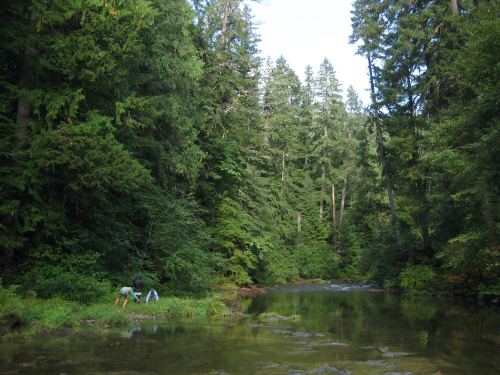 Three people stand in a forest next to a river. Two are bend over picking flowers. The forest is full of coniferous trees.