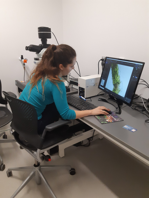 Haley sits at a computer looking at a magnified image of a plant. A microscope sits next to the computer monitor.