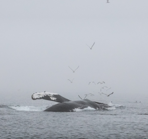 A humpback whale breaches the surface of the water with a flipper outstretched. Several seagulls swarm above it.