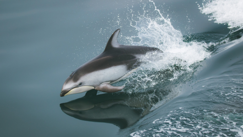 A pacific white-sided dolphin breaches the water. It's mostly grey body is gives way to a white stripe that runs along it's side.