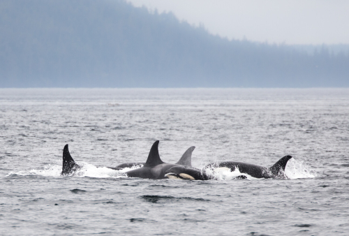 Five killer whales breach the surface of the water.