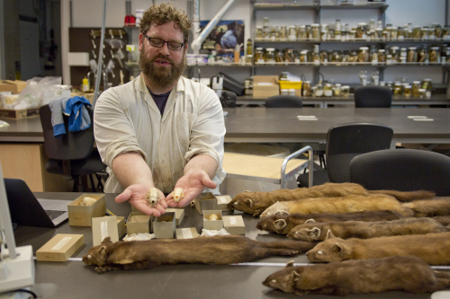Chris holds two marten skulls in his hands. Several marten species are laid out on the table next to him.