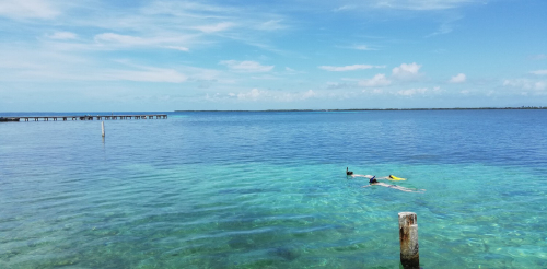 Two people snorkel in clear, shallow tropical water. The sea bed is visible through the water. A long pier can be seen in the background.