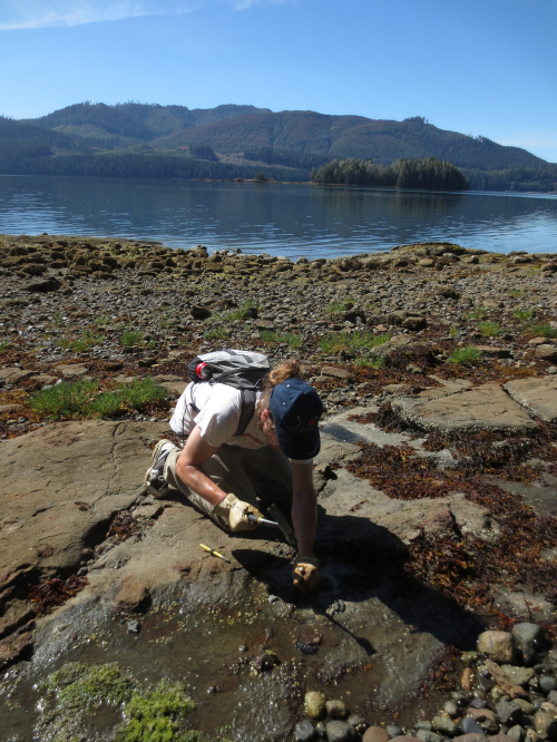 Ludo removes a fossilized leaf from a rock on using a hammer and chisel. The rock is in an intertidal zone in an inlet.
