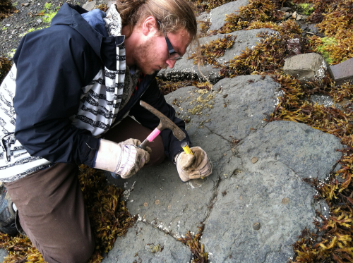 Ludo removes a fossilized leaf from a rock using a hammer and chisel.