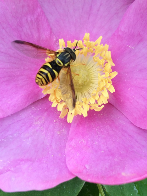 A black and yellow striped fly collects nectar from a purple flower with yellow stamen.