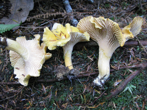 Three pale yellow mushrooms lay on the forest floor. Their caps are convex in shape and have ruffles like a fancy skirt.