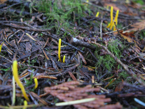 Groups of small bright yellow tendrils poke up out of the debris on the forest floor.
