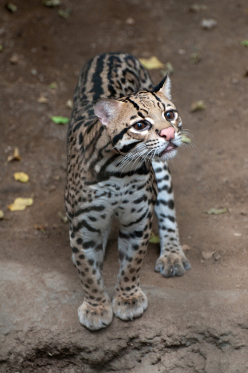 A striped and spotted jungle cat with deep brown eyes appears to smell something.