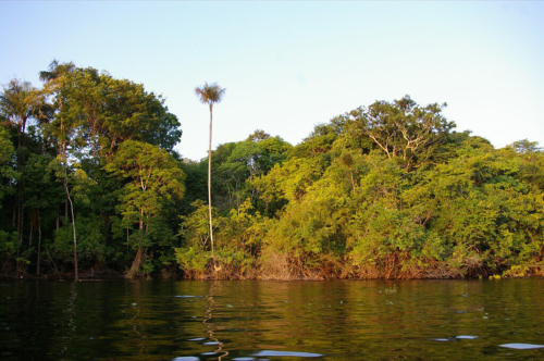 Jungle flora grow right into the river along the banks of a river in the Amazon rainforest.