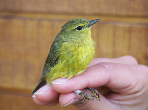 A bright yellow bird with beady black eyes and sharply tapered beak has it's feet held by a thumb and forefinger.