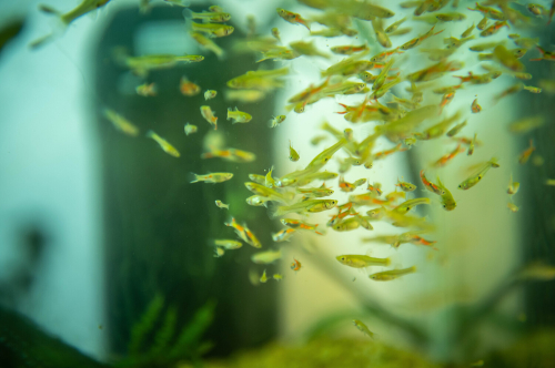A clustered group of guppies swims around inside a fish tank.
