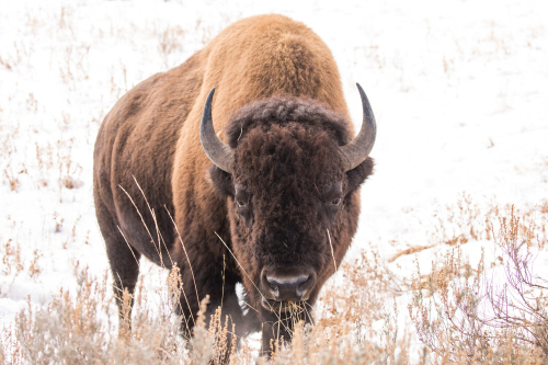 A large bison stands in a snow covered field taking a bite of dry brown grass.