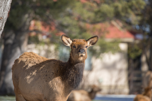 A female elk stares are the camera chewing a mouthful of grass. A blurry house can be made out behind her.