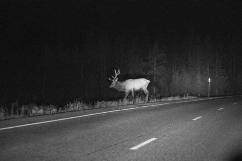 A elk with large antlers makes it way off the edge of a paved road.