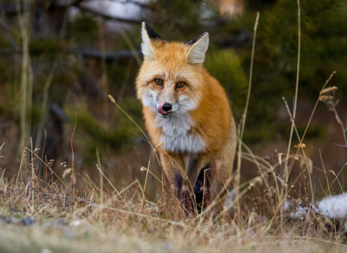 A fox sits looking into the camera as it licks it nose.