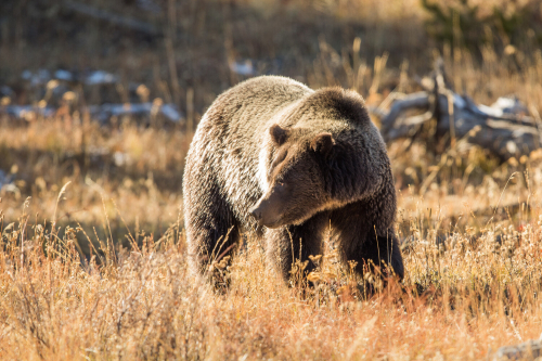  A large brown grizzly bear stands in a clearing of dry brow grass. She stares at nearby humans out of frame.