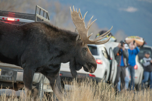 A moose with large antlers walks off the road. A line of cars can be seen in the background with people standing by them.