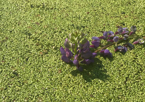 Small densely packed green leaves cover the water's surface. A plant with purple leaves pokes out above the leafy covering.