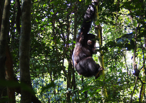 A chimpanzee hangs from a vine surrounded dense jungle forest.