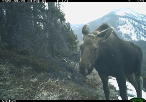 A moose looks into the camera as it stands on a mountain side.