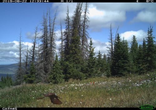A northern flicker flies low over a mountain meadow with blossoming wild flowers.
