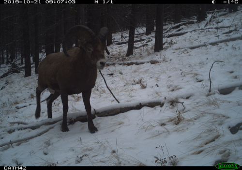 A big horned sheep walks through a snow-covered forest. Blades of dry grass poke through the snow covering the ground.