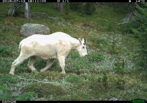 A mountain goat walks along a trail cut into the side of a vegetation covered hill. Coniferous trees are visible in the background.