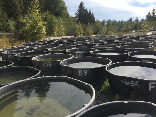 Rows of black plastic bins sit in a gravel lot surrounded by trees. The bins are full of water.
