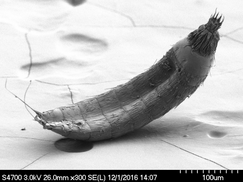 The curved worm like body of a kinorhynch gives way to a mouth like protrusion lined in hairs.