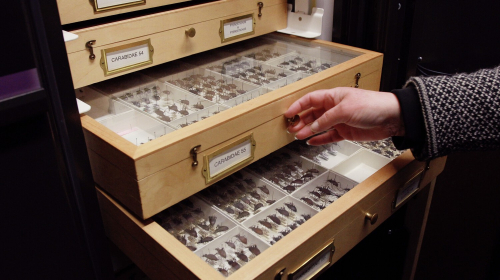 Open drawers hold glass cases filled with rows of preserved beetle specimens.