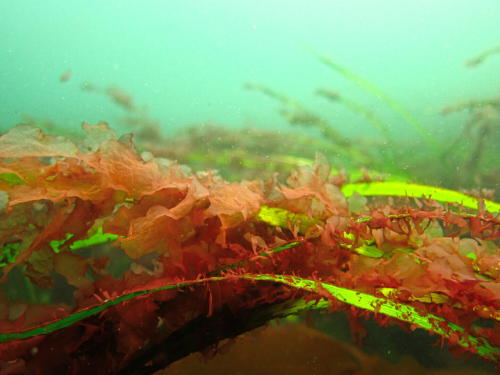 Red algae floats underwater clinging to the seagrass. The water is a murky seagreen colour.