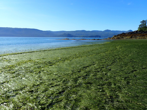 Intertidal seagrass lays on the shoreline unsubmerged. The low tide waterline sits in the distance beyond the grass.