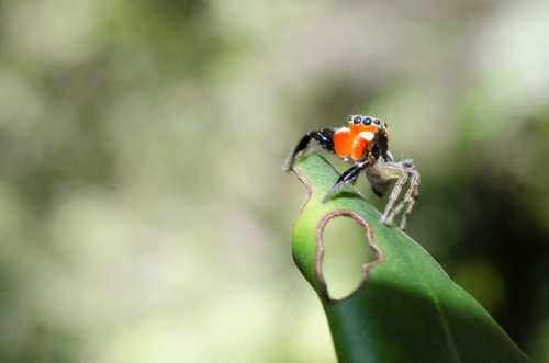 A red faced jumping spider is perched on the edge of a big green leaf. Several bites have been taken from the leaf by previous visitors.