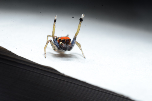 A red faced jumping spider stands on a white background. It's two blue and white first legs stretch out into the air before it. They are much bigger that it's six other legs.