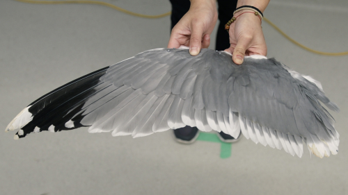 Jasmin's hands hold a grey wing, edged in white, and with a black tip. Small metallic grey markers are attached to the hinge points and ends of the wing feathers.