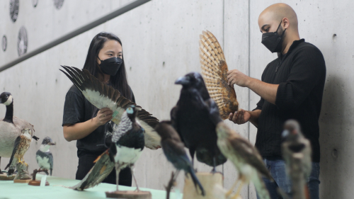 Jasmin Wong and Vikram Baliga holding outspread bird wings behind a table with mounted bird specimens.