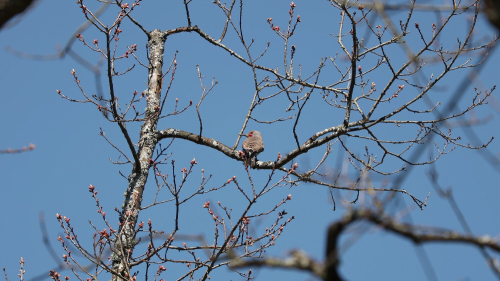 A grey bird with a red face is perched in a leafless tree beginning to sprout pink buds.