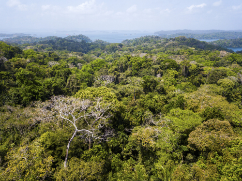 A dense jungle canopy stretches into the distance below until it reaches the waters of lake Gatun in the background.