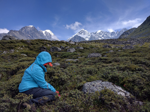 A person kneels in a rocky mountain meadow with a red device in hand. The tops of snow covered mountains are visible behind them.