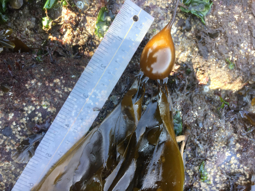 Bull kelp lays next to a ruler that stretches off camera.