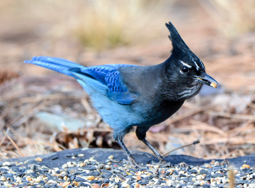 A stellar's jay stands with a seed in it's mouth. A group of feathers stick right up on it's head. It's body is a dark to medium blue gradient that runs the length of it's body.