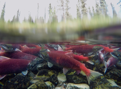 Red bodied salmon with grey heads swim together in a densely packed shallow pool.
