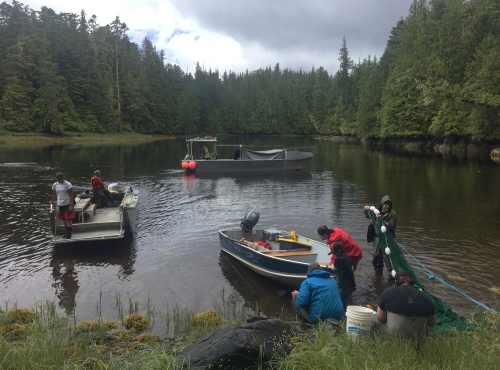 Three small boats with researchers aboard float in a river surrounded by evergreen trees. A researcher near the shore holds a fishing net.